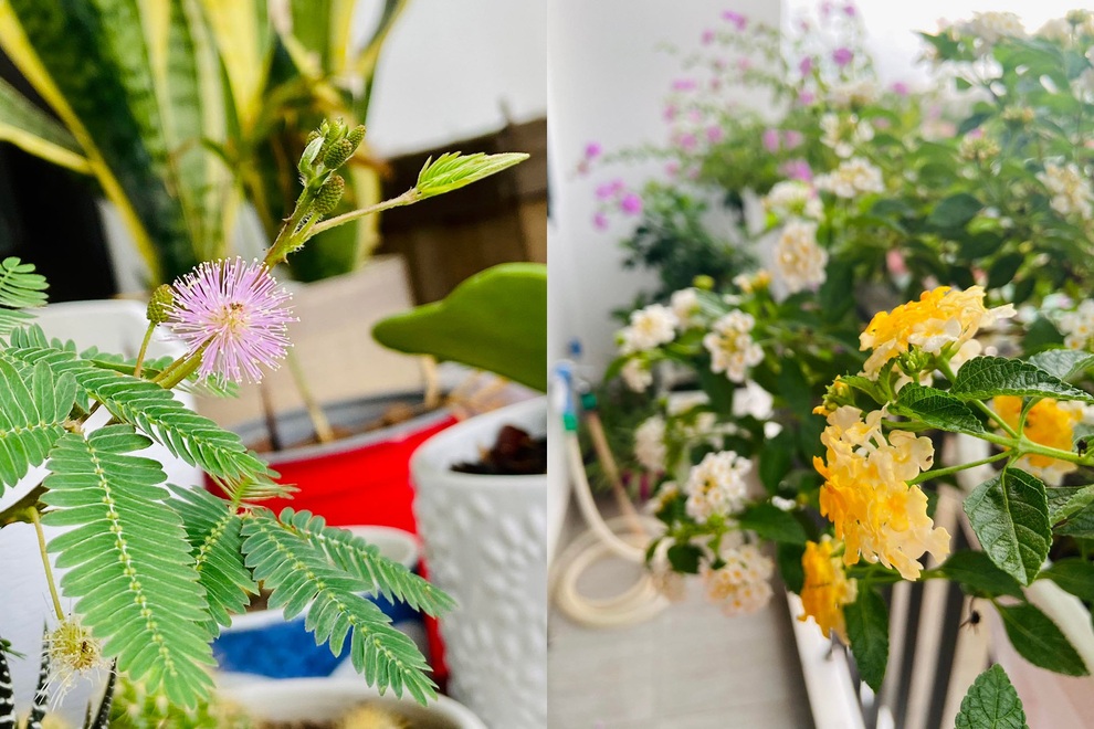 Mẹ đảm Hải Phòng đưa quê về phố, làm vườn hoa thơ mộng trên nóc nhà - 7 Mẹ đảm Hải Phòng đưa quê về phố, làm vườn hoa thơ mộng trên nóc nhà - 7