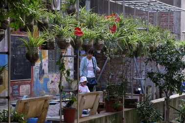 Những vườn treo nhỏ xinh, mát mắt dọc ngõ phố Hà Nội