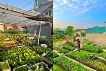 Vận chuyển 800 bao đất lên sân thượng, mẹ đảm làm vườn rau 300m2 xanh mướt