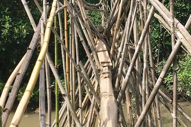 Ngắm cây cầu khỉ “siêu độc” có nhiều trụ hơn... cầu Cần Thơ!