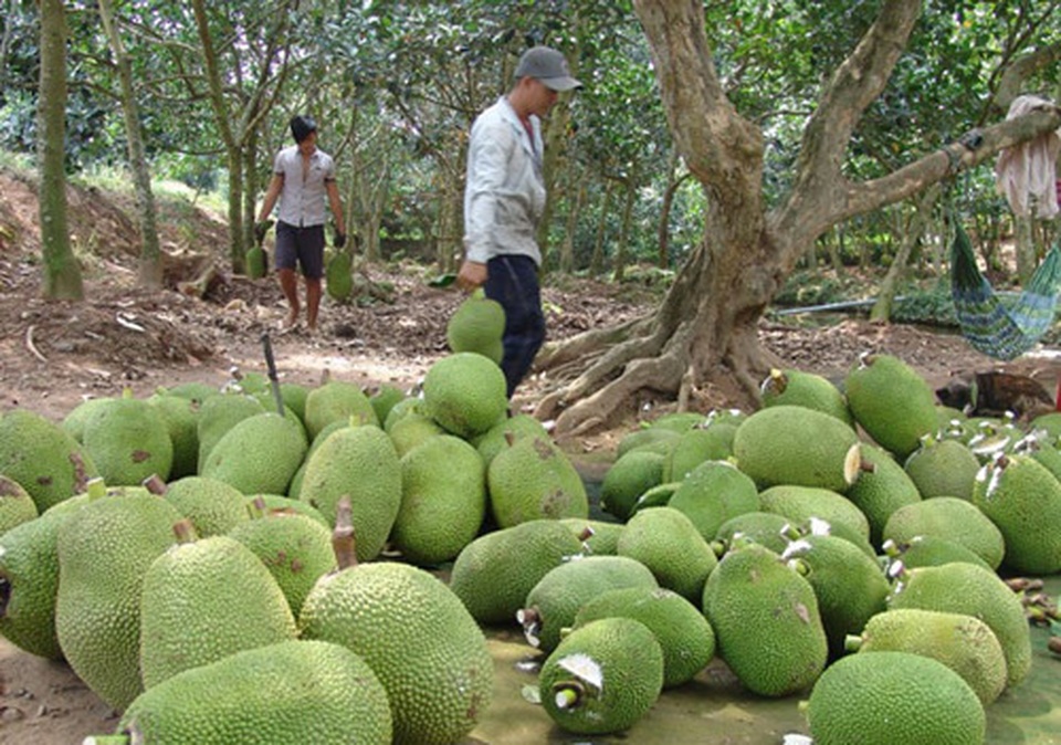 Trung Quốc ngừng mua ăn, giá mít giảm còn 5 ngàn đồng/kg vẫn ế - 2 Trung Quốc ngừng mua ăn, giá mít giảm còn 5 ngàn đồng/kg vẫn ế - 2