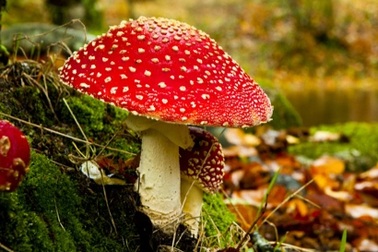 Ăn nấm lạ hái trên rẫy, 6 người nhập viện