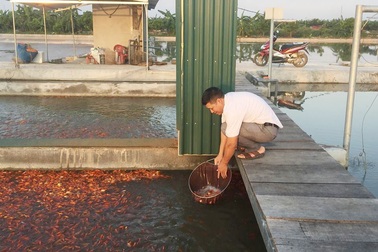 'Bể cá thần' 10 tỷ của anh nông dân Hưng Yên