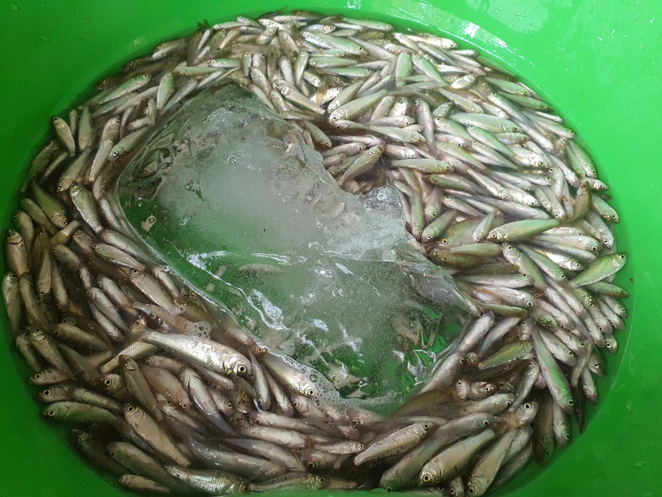 Thương lái thu bạc triệu mỗi ngày nhờ bán con cá bé bằng đầu đũa - 1 Thương lái thu bạc triệu mỗi ngày nhờ bán con cá bé bằng đầu đũa - 1