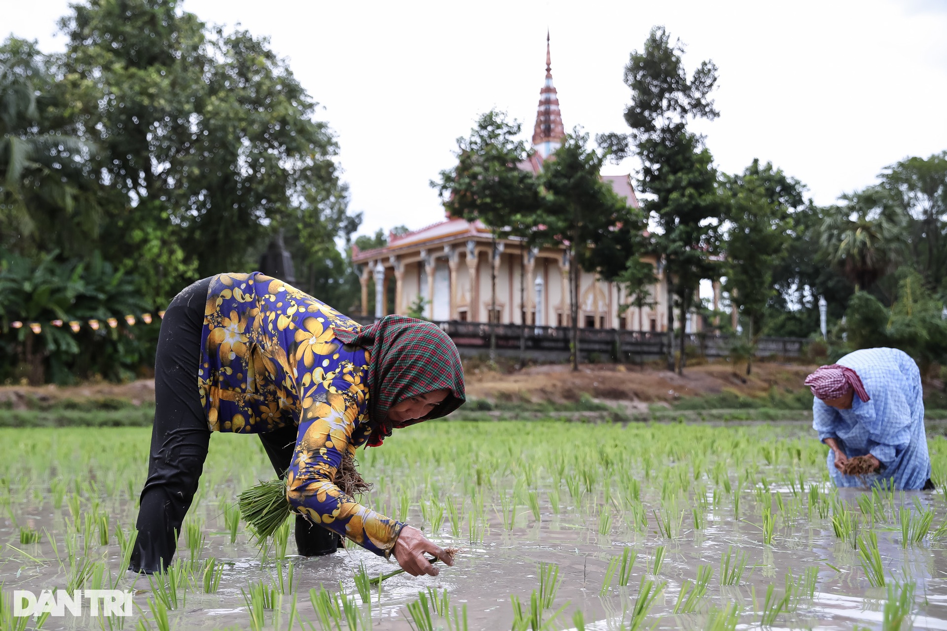 Sư thầy, người dân đội mưa cấy lúa mừng lễ Sene Dolta của đồng bào Khmer - 8 Sư thầy, người dân đội mưa cấy lúa mừng lễ Sene Dolta của đồng bào Khmer - 8