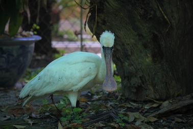 Tiếp nhận cá thể cò mỏ thìa nguy cấp, quý hiếm