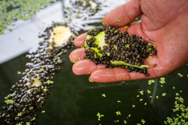 Anh nông dân nuôi "vàng đen", ăn khỏe lại đẻ "vàng trắng"