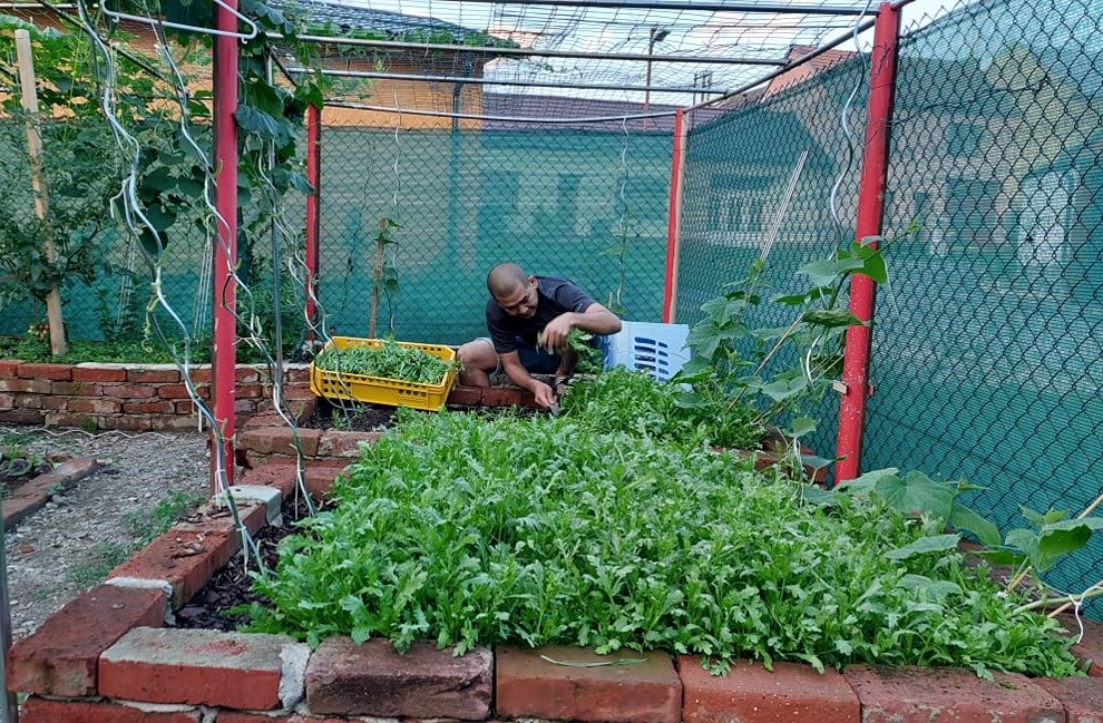 Cải tạo đất toàn sỏi đá, ông bố gốc Việt có vườn toàn trái khủng ở Séc - 1