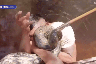 Người đàn ông bị trăn khổng lồ quấn chặt quanh thân