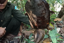 Phát hiện rùa đầu to quý hiếm ở rừng Bắc Trà My