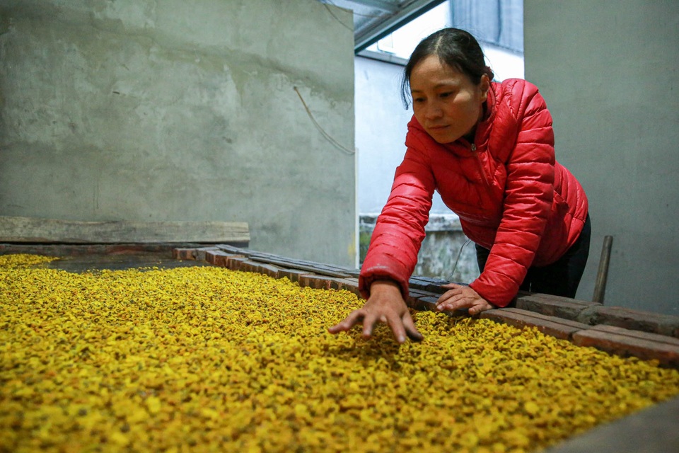 Làng Nghĩa Trai vàng óng vào mùa thu hoạch hoa cúc tiến vua - 14 Làng Nghĩa Trai vàng óng vào mùa thu hoạch hoa cúc tiến vua - 14