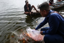 Cá chép chưa kịp tiễn ông Táo "lên trời" đã bị chích điện