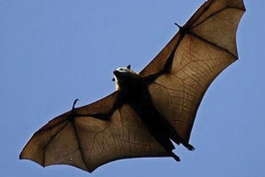 Dị phẩm tiến vua ở Hà thành