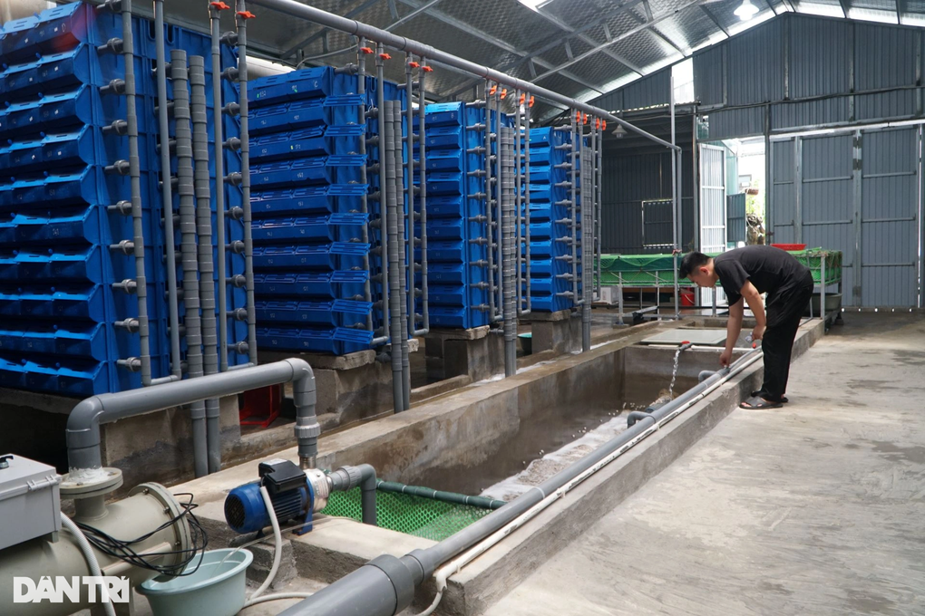 Đưa nước biển lên núi nuôi cua độc thân, kiếm 50 triệu đồng/tháng - 2 Đưa nước biển lên núi nuôi cua độc thân, kiếm 50 triệu đồng/tháng - 2
