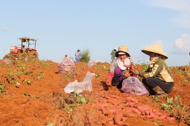 Từ phận làm thuê đến người trồng khoai lang nhiều nhất ở Đắk Nông
