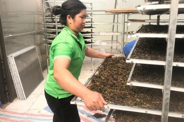 Lào Cai: Nhiều mô hình kinh tế hiệu quả do phụ nữ làm chủ