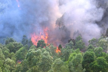 Thanh Hóa: Hàng chục héc ta rừng thông bốc cháy dữ dội   