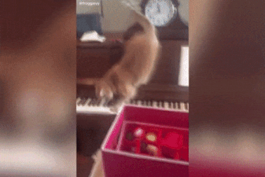 Clip: Tội nghiệp chú mèo hoảng hồn vì... tiếng đàn piano