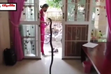 Đang học online, nữ sinh tá hỏa phát hiện rắn hổ mang bò vào nhà