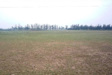 Nông dân khốn khổ vì hàng trăm ha đất nhiễm mặn