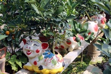 Heo vàng 5 triệu đồng cõng quất bonsai chào tết Kỷ Hợi 2019