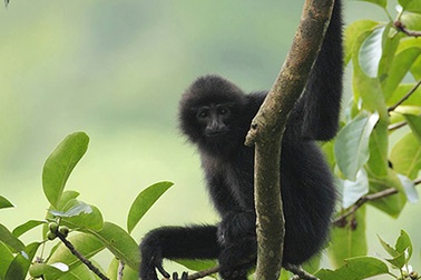 Nước mắt của khỉ...