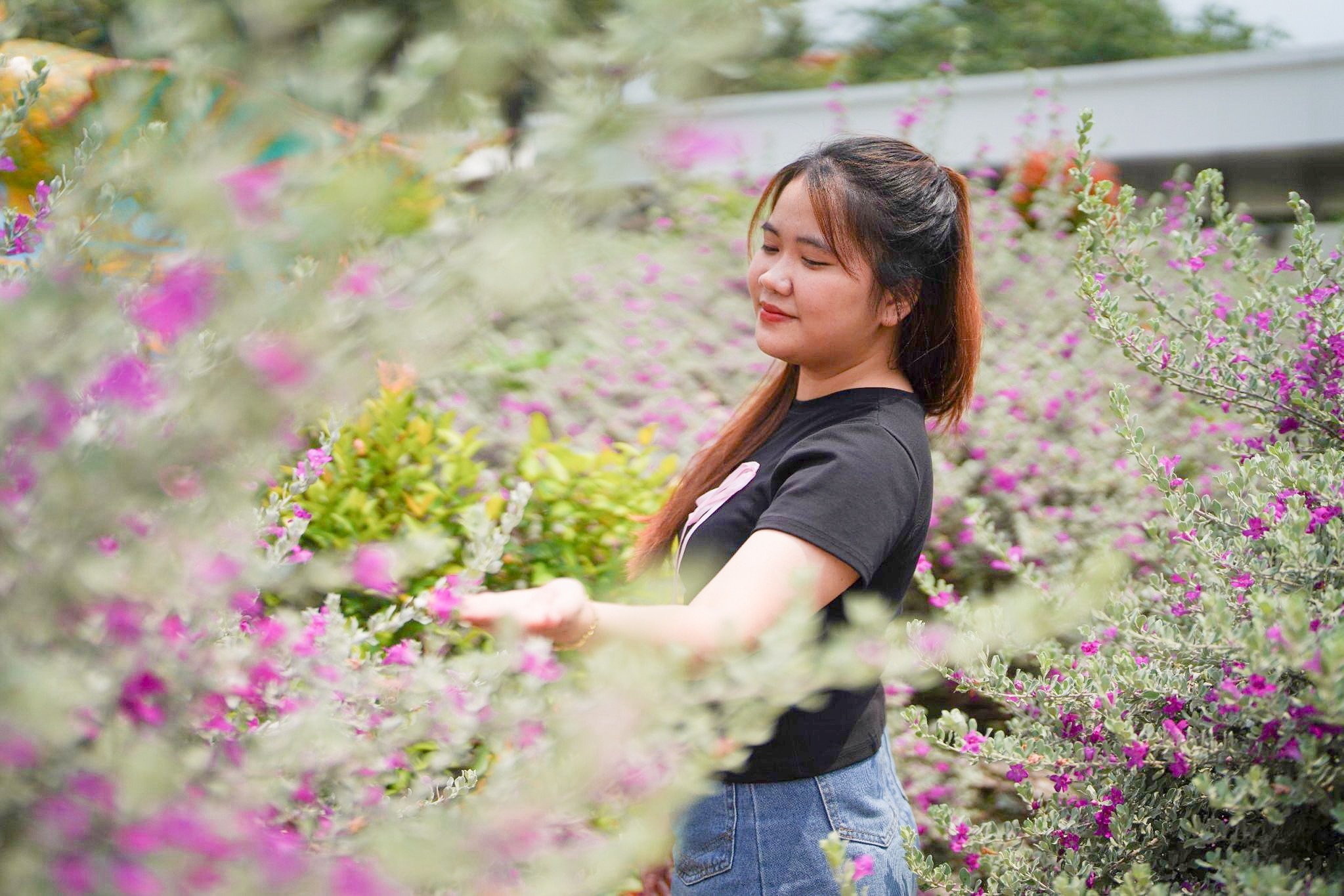 View - Vườn hoa tuyết sơn phi hồ gây sốt ở TPHCM: Chỉ nở 15 ngày, tốn 150.000 đồng | Báo Dân trí