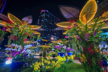 Ngắm đường hoa Nguyễn Huệ lung linh về đêm