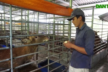 Thanh niên nuôi hươu khởi nghiệp, mỗi năm thu lãi gần nửa tỉ đồng