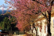 Ngắm hoa anh đào bung nở, nhuộm hồng xã biên giới ở Nghệ An