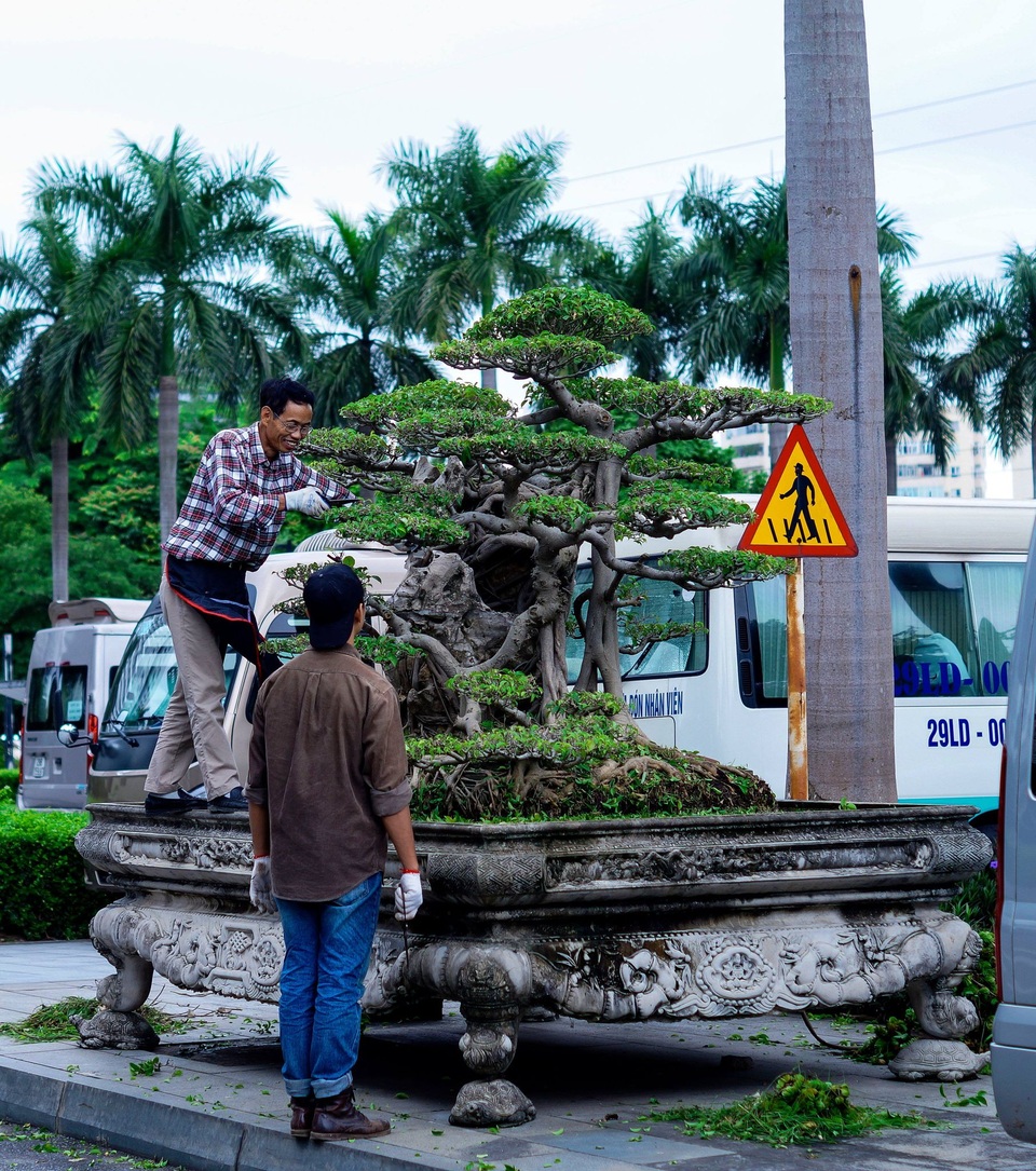 Mãn nhãn với cây sanh cổ song thân, đẹp từng centimet của đại gia Hà Nội - 6 Mãn nhãn với cây sanh cổ song thân, đẹp từng centimet của đại gia Hà Nội - 6