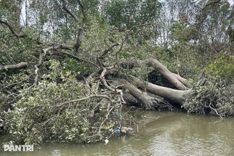 “Lá phổi xanh” giữa đầm Thị Nại xơ xác sau bão Kalmaegi