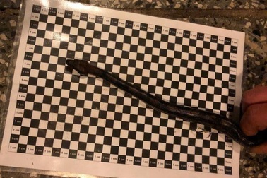 Thấy quần người đàn ông nhô lên, hải quan khám thấy điều bất ngờ