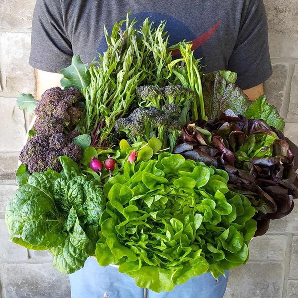 Stress vì công việc, chàng trai lột xác sân thành vườn rau sạch - 4