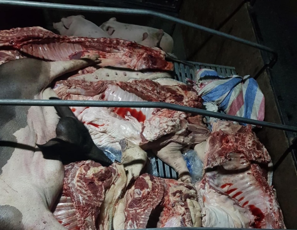 Tuyên Quang: Phát hiện gần 1 tấn lợn và thịt lợn mắc dịch tả lợn Châu Phi - 1 Tuyên Quang: Phát hiện gần 1 tấn lợn và thịt lợn mắc dịch tả lợn Châu Phi - 1