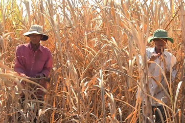 Phú Yên: Nông dân điêu đứng vì mía chết khô ngoài ruộng