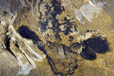 Phát hiện hoa hoá thạch cách đây hơn 174 triệu năm