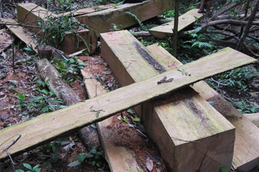 Dân thảnh thơi đốn cây xẻ gỗ, kiểm lâm “không nỡ bắt”