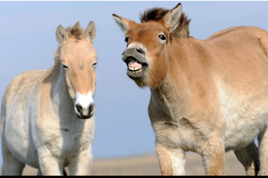 Những con ngựa hoang cuối cùng