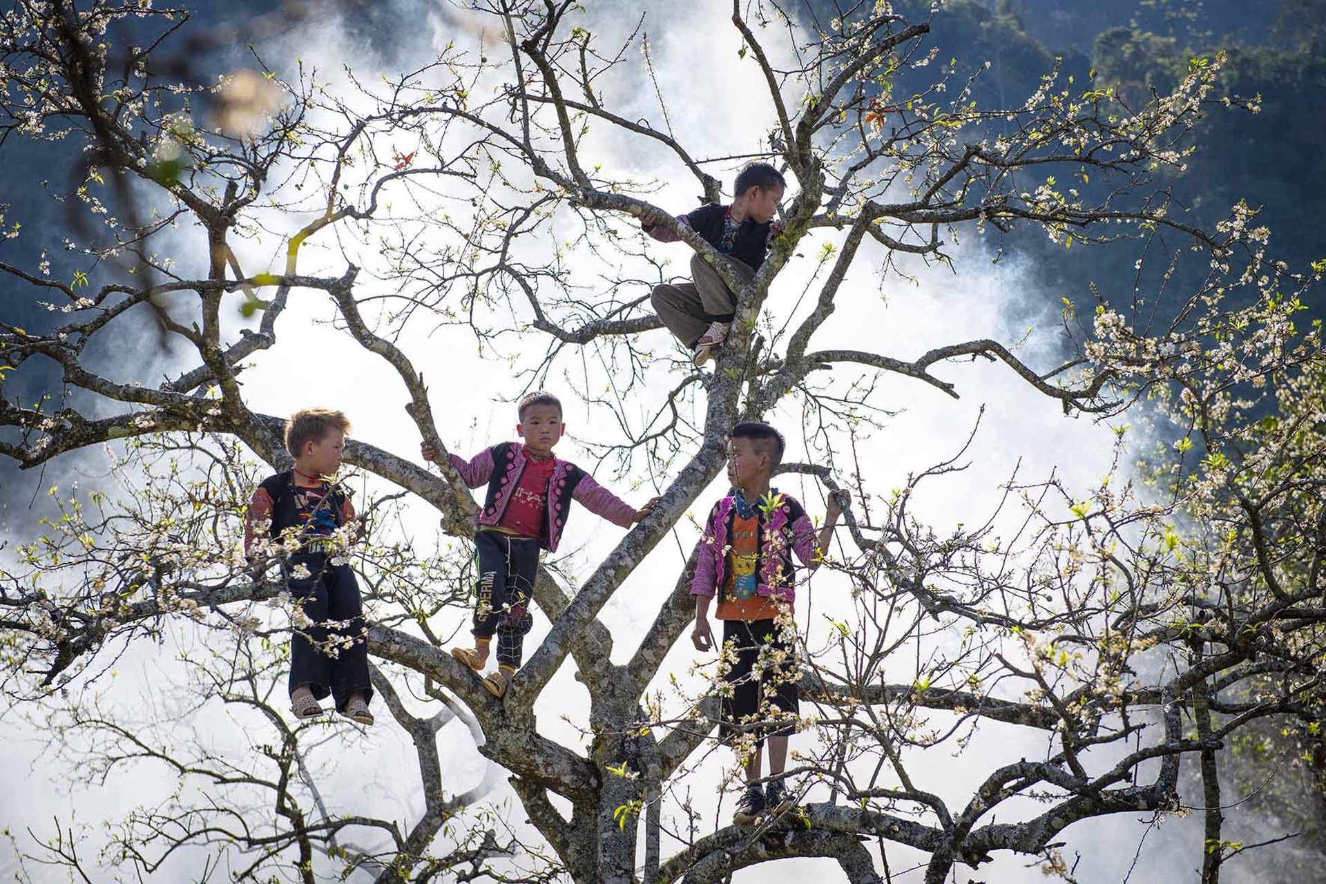 Hoa mận nở trắng trời đẹp như cổ tích ở Mộc Châu - 3