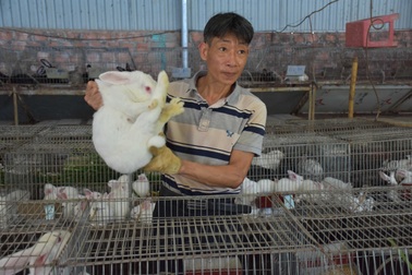 Lão nông mày mò nuôi thỏ thương phẩm, thu về hàng trăm triệu mỗi năm