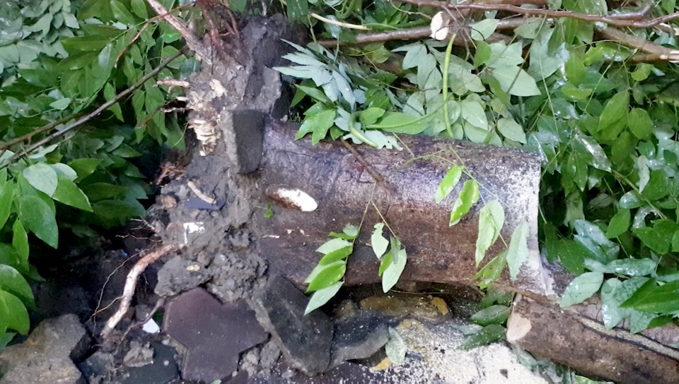 Cây đổ quật ngã 2 thanh niên trong cơn mưa - 2 Cây đổ quật ngã 2 thanh niên trong cơn mưa - 2
