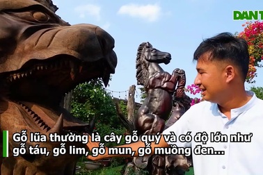 Choáng ngợp với bộ sưu tập gỗ lũa siêu khủng độc lạ nhất miền Tây