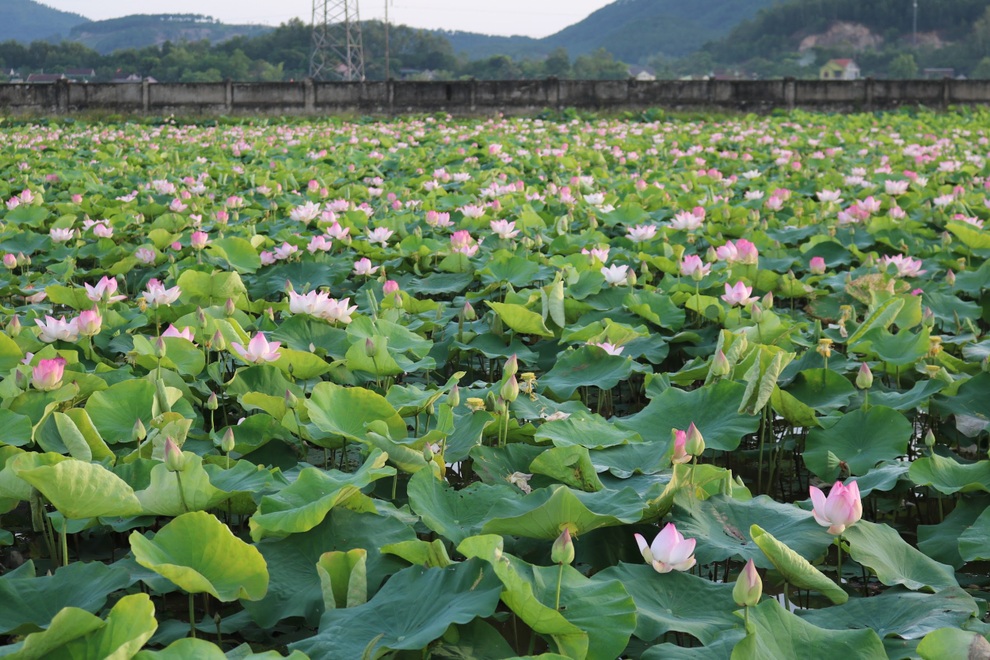 Thạc sĩ bỏ phố về làng khởi nghiệp, ước mơ đưa hoa sen vươn ra thế giới - 2