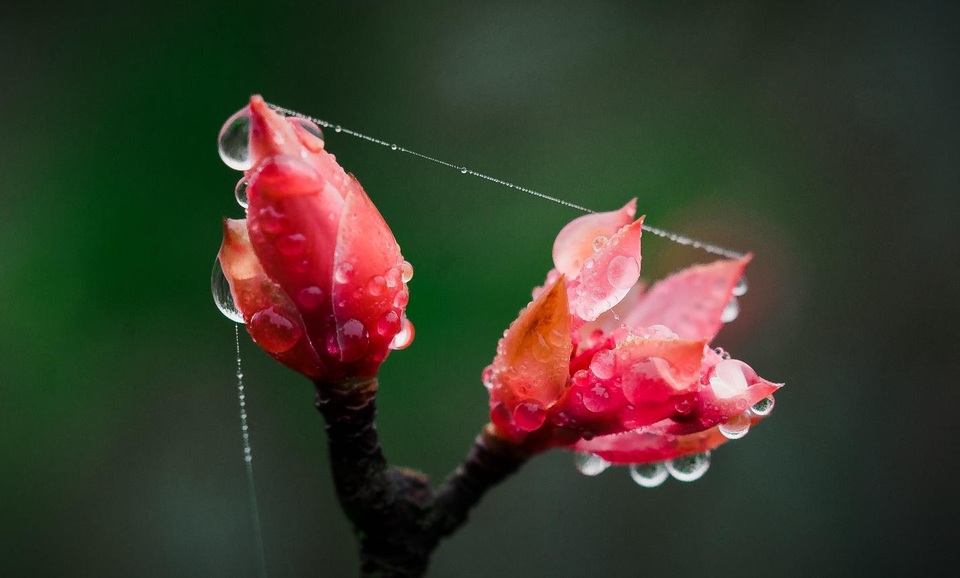 Vì sao chỉ một số nơi như đỉnh Bà Nà mới có hoa đào chuông? - 5