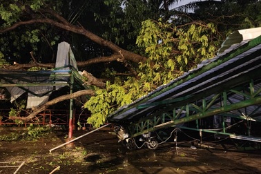 Cây xanh bật gốc đè sập nhà xe ở TPHCM