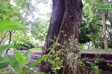 Báu vật “cụ” sưa trăm tuổi, giá 60 tỷ đồng ở ngôi đình cổ Hà Nội