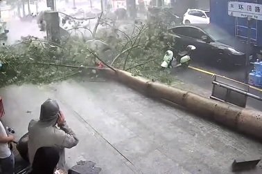 Người phụ nữ thoát chết may mắn khi cây bất ngờ đổ sập do gió lớn