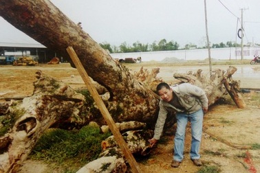 Cú lừa ngoạn mục “cây huỳnh đàn” trị giá 3 tỷ đồng