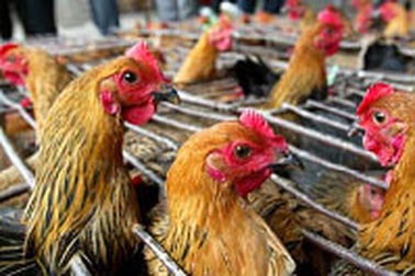 WHO cảnh báo nguy cơ kết hợp 2 dòng cúm gà